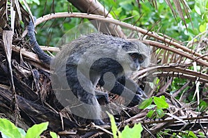 Wet Blue monkey Cercopithecus mitis in Jozani rainforest