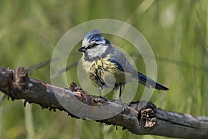 Wet blue tit bird