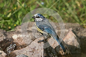 Wet blue tit bird