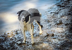 Wet border Collie Dog