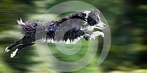 Wet border collie dog in midair