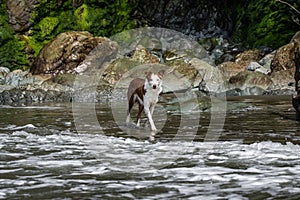 Wet border collie dog playing in the ocean water at Luffenholtz Beach