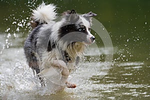 Wet border collie dog running in a lake