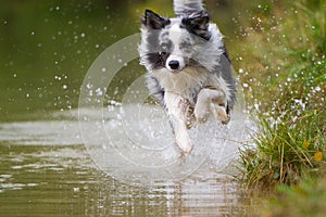 Wet border collie dog running in a lake