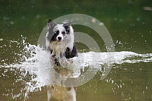 Wet border collie dog running in a lake