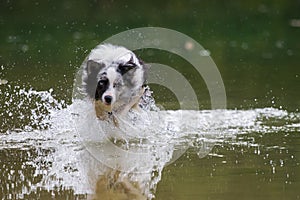 Wet border collie dog running in a lake