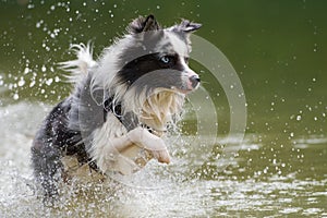 Wet border collie dog running in a lake