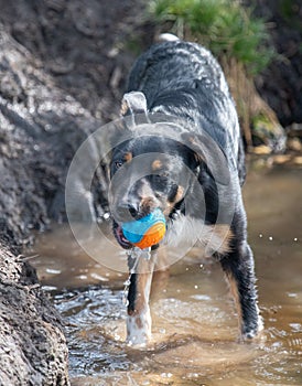 A wet Border Collie playing in the water