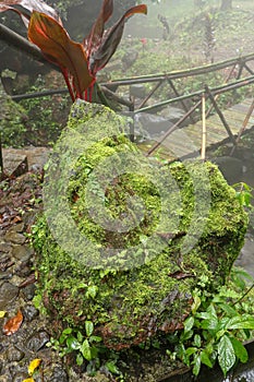 A wet boulder at Banyuwana Amerta Spray waterfall on Bali Island, Indonesia. Brown stone in tropical jungle. Tropical vegetation