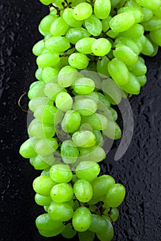 wet branch of green grape berries