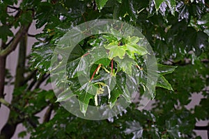 Wet branches with leaves of Acer Pseudoplatanus tree