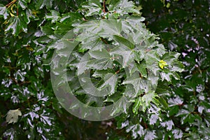 Wet branches with leaves of Acer Pseudoplatanus tree