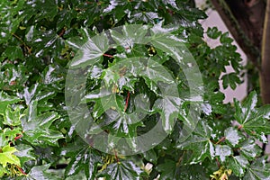 Wet branches with leaves of Acer Pseudoplatanus tree