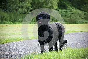 Wet briard