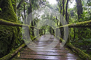 Wet bridge with protection fence with beautiful green moss in rainforest