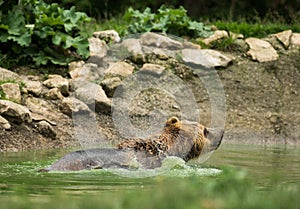 Wet brown bear taking a bath
