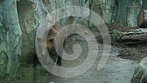 A wet brown bear walks through an aviary scratching a barrel against a rocky wall. View through the protective glass