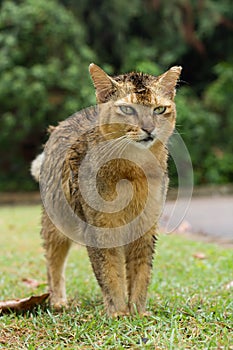 A wet brown colour stray cat standing on the grass in the park with green eyes.