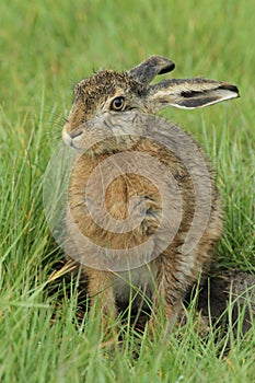 A wet Brown Hare, Lepus europaeus, leveret sitting in the grass.