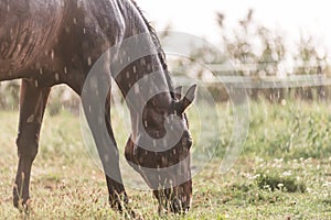 A wet, brown horse with raindrops running down on fur. A horse standing in a green pasture during a downpour rain