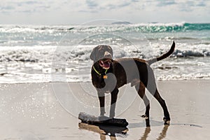 Wet brown labrador standing at the beach with a wooden stick on a sunny day