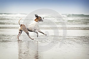 Wet Brown and White dog running along edge of water in sand