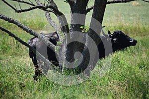 wet Buffalo behind a tree