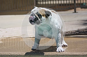 Wet bulldog after climbing out of a swimming pool