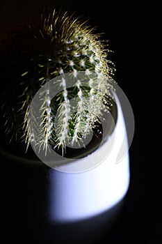 wet cactus with drops on needles