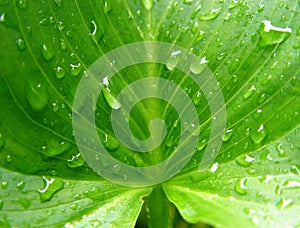 wet calla leaf