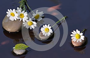 Wet camomiles on stones for Spa