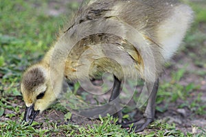 Wet Canadian Goose Gosling, Branta canadensis maxima, Forages in a Park