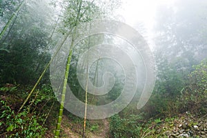 wet cane trunks in mist rainforest