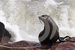 Wet cape fur seal with a splash
