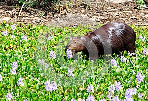 Wet Capybabra feeding on lush foliage and hyacinth flowers