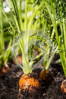 Wet Carrots in the dirt