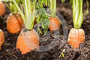 Wet Carrots in the dirt