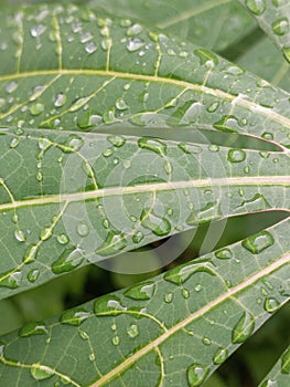 wet cassava leaves after being exposed to rainwater