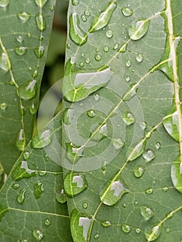 wet cassava leaves after being exposed to rainwater