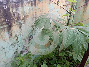 wet cassava leaves after being exposed to rainwater