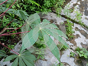 wet cassava leaves after being exposed to rainwater