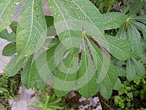 wet cassava leaves after being exposed to rainwater