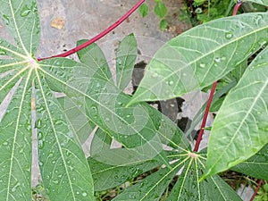 wet cassava leaves after being exposed to rainwater