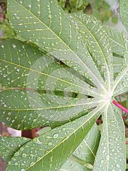 wet cassava leaves after being exposed to rainwater