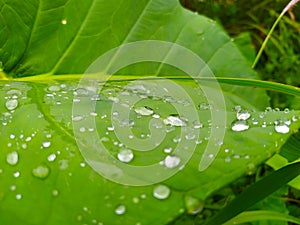 Wet cassava leaves exposed to rain