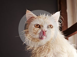 Wet cat