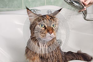 Wet cat in the bath