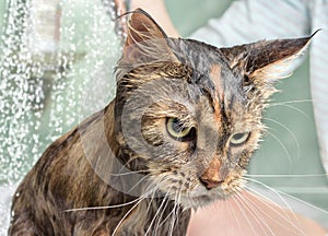 Wet cat in the bath