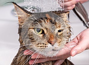 Wet cat in the bath