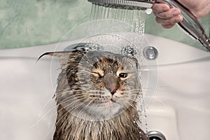 Wet cat in the bath